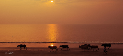 scenery of a sunset with a herd of cattle walking along the beach