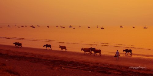 scenery of a beach with a herd of cattle walking along the shore