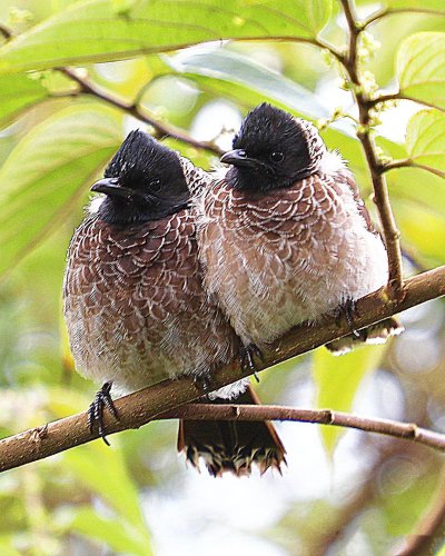 scenery of two birds perched on a branch with leaves in the background