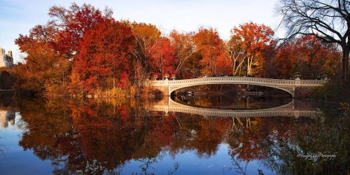 scenery of a bridge over a lake with trees in the background