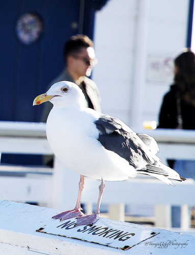 scenery of a seagull standing on a railing with a man in the background