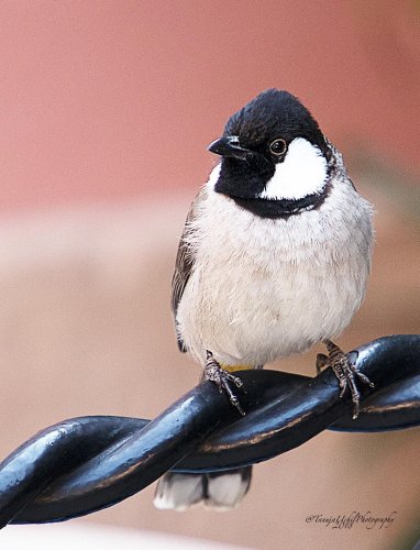 scenery of a bird perched on a black metal fence