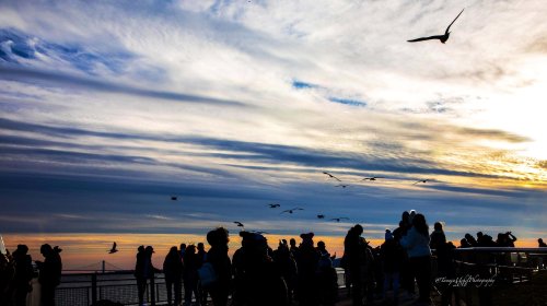 scenery of a crowd of people watching a bird fly in the sky