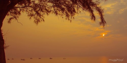 scenery of a sunset with a boat in the water and a tree in the foreground