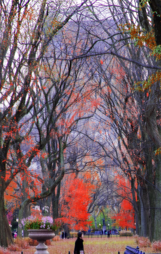 scenery of a park with a person walking in the distance