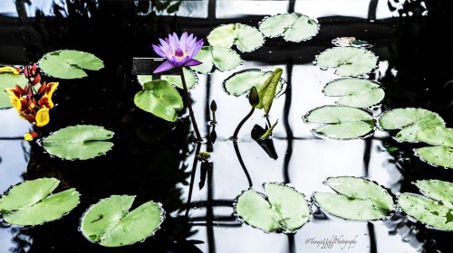 scenery of a pond with lily pads and a purple flower